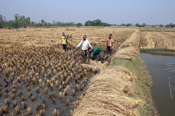 Exploitant rizicole sur rizière — Photo