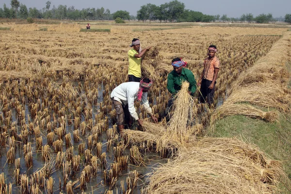Agricultor que tiene arroz en el campo de arroz — Foto de Stock