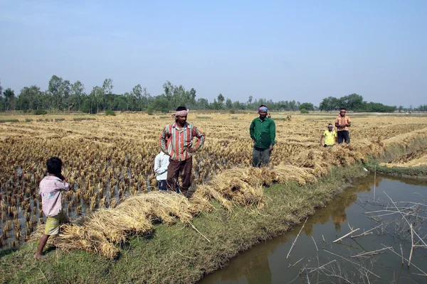Agricultor que tiene arroz en el campo de arroz — Foto de Stock