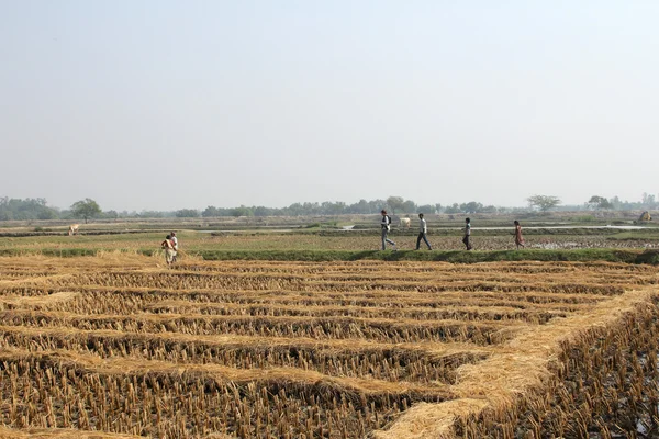 Agricultor que colhe arroz no campo de arroz — Fotografia de Stock