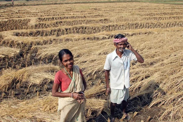 Petani mengumpulkan beras di sawah — Stok Foto