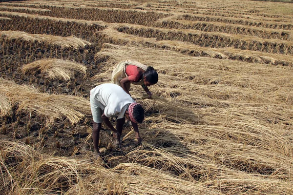 Farmer havesting rice on rice field — Stock Photo, Image