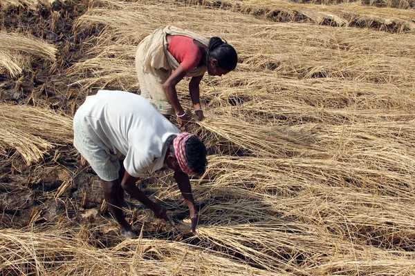 Agricultor que tiene arroz en el campo de arroz —  Fotos de Stock