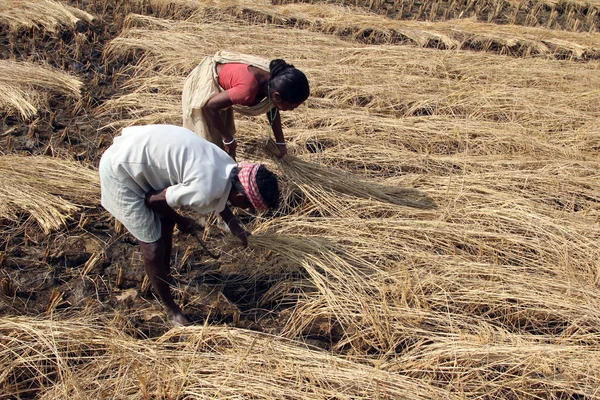Agricultor que tiene arroz en el campo de arroz —  Fotos de Stock