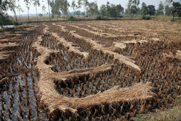 Rijst veld net na de oogst — Stockfoto