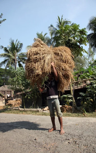 Fermier transporte du riz de la maison de ferme — Photo