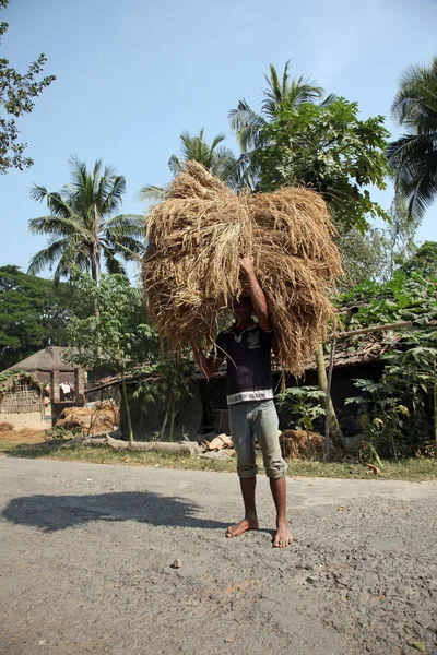 விவசாயி பண்ணை வீட்டிலிருந்து அரிசியை எடுத்துச் செல்கிறார் — ஸ்டாக் புகைப்படம்