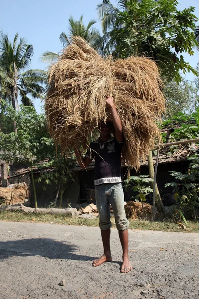 விவசாயி பண்ணை வீட்டிலிருந்து அரிசியை எடுத்துச் செல்கிறார் — ஸ்டாக் புகைப்படம்