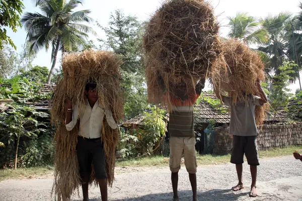 L'agricoltore porta il riso dalla casa della fattoria — Foto Stock