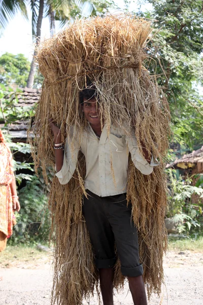 农夫运载从家庭农场水稻 — 图库照片