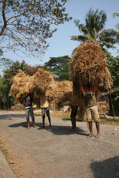 விவசாயி பண்ணை வீட்டிலிருந்து அரிசியை எடுத்துச் செல்கிறார் — ஸ்டாக் புகைப்படம்