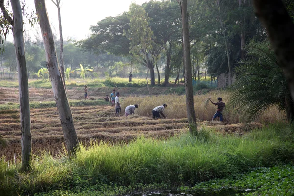 Agricultor que tiene arroz en el campo de arroz —  Fotos de Stock