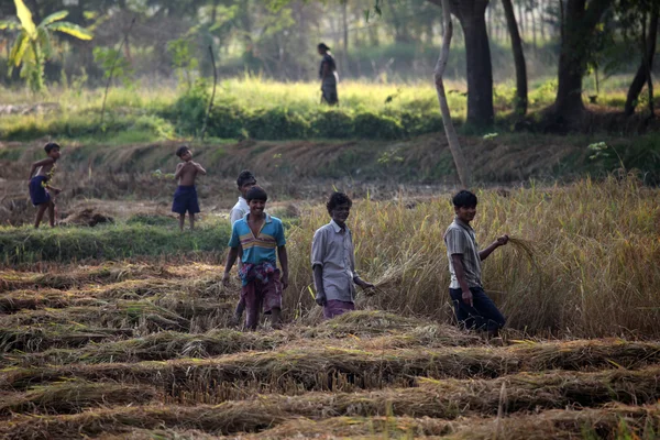 Boer havesting rijst op rijst veld — Stockfoto