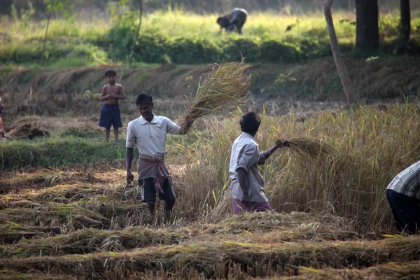 Agricultor que tiene arroz en el campo de arroz — Foto de Stock