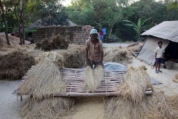 Rice is threshed-winnowed — Stock Photo, Image