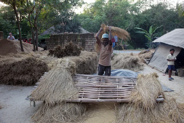 Rice is threshed-winnowed — Stock Photo, Image