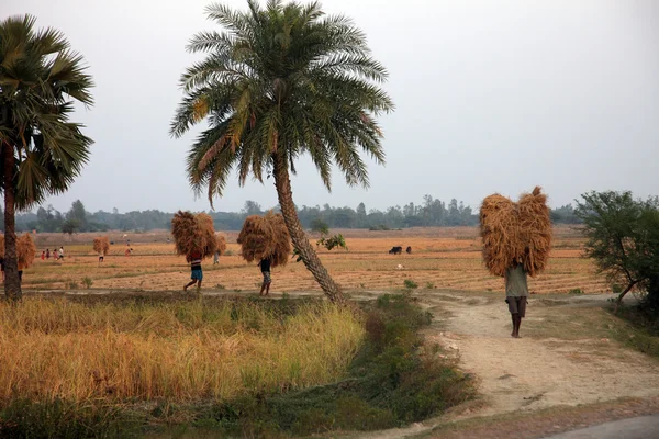 Farmer carries rice from the farm home