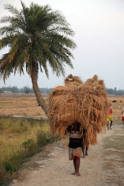 Фермер несе рису з ферми будинку — стокове фото