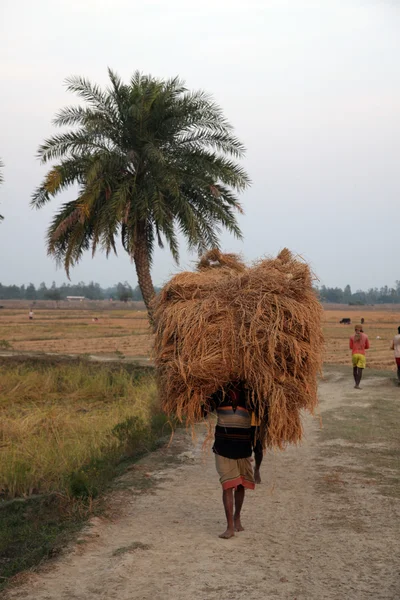 Fermier transporte du riz de la maison de ferme — Photo