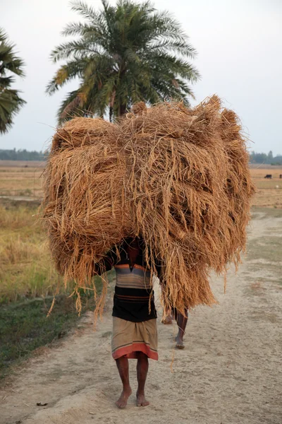 Farmer carries rice from the farm home — Stock Photo, Image