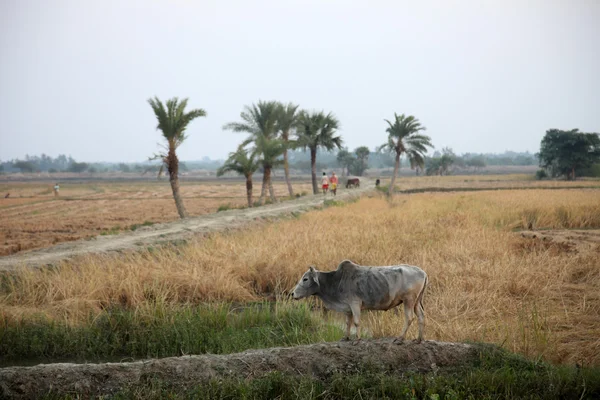 Vacas pastando en los arrozales de Sundarbans, Bengala Occidental, India — Foto de Stock
