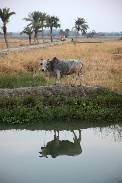 スンダルバンスは、西ベンガル州、インドの水田放牧牛 — ストック写真