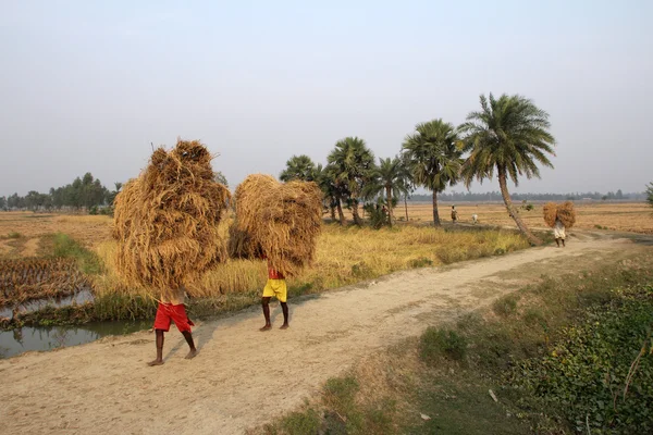 农夫运载从家庭农场水稻 — 图库照片#