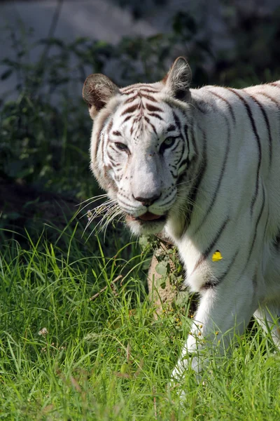 Witte Bengaalse tijger — Stockfoto