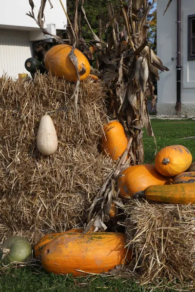 Citrouilles — Photo