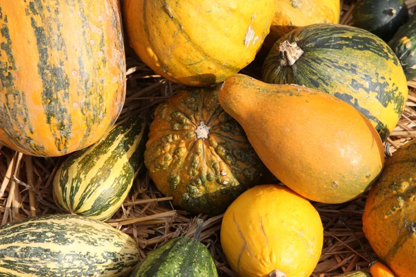 Calabazas — Foto de Stock