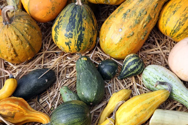 Calabazas — Foto de Stock