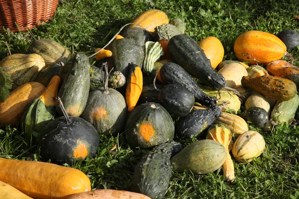 Balkabakları — Stok fotoğraf