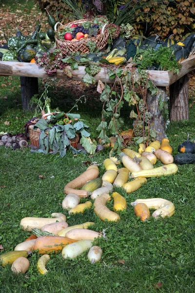 Cosecha de otoño — Foto de Stock