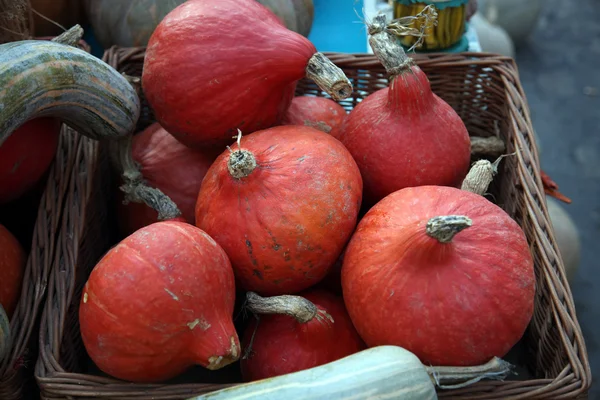 Pompoenen — Stockfoto