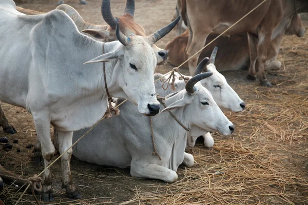 A group of cows grazing in a field — Stock Photo, Image