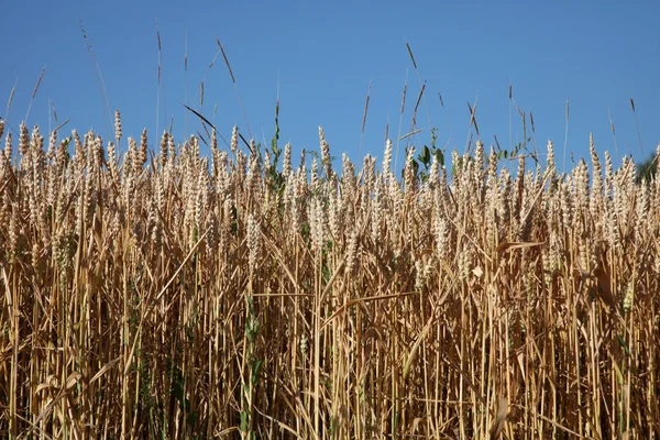 Uprawy w polu pszenicy — Zdjęcie stockowe