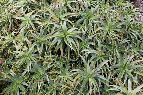 Aloe Vera Cactus Plantas — Foto de Stock