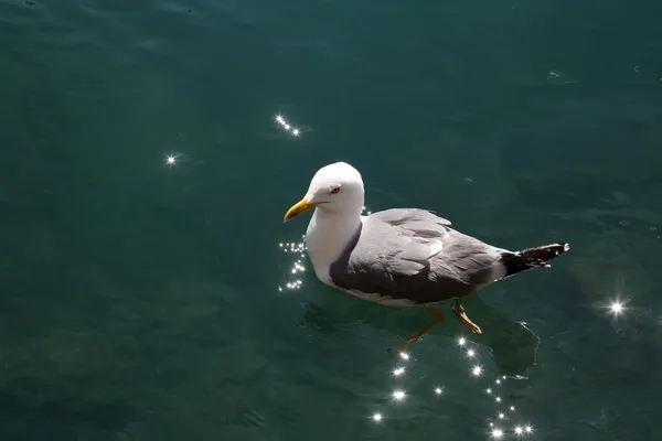 Seagull Water — Stock Photo, Image