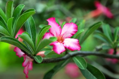 Pembe çiçek adenium. çöl gülü