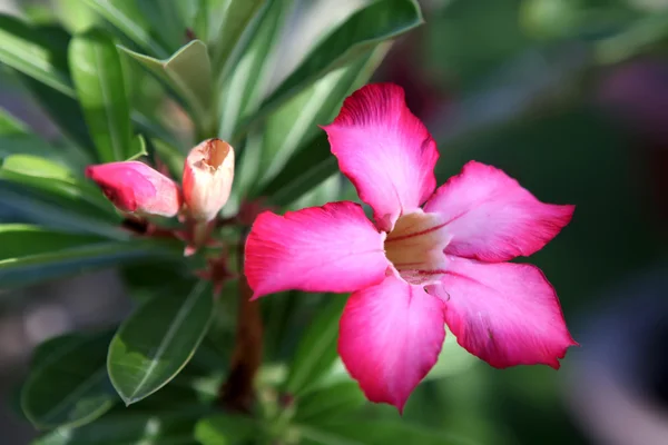 Flower Pink Adenium. Desert rose — Stock Photo, Image