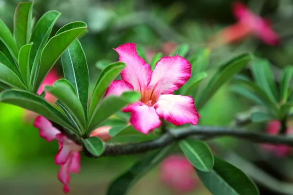 Adenium rózsaszín virág. Sivatag rózsája — Stock Fotó