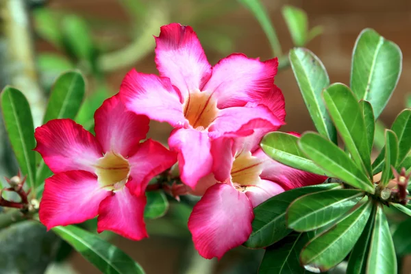 Adenium rózsaszín virág. Sivatag rózsája — Stock Fotó