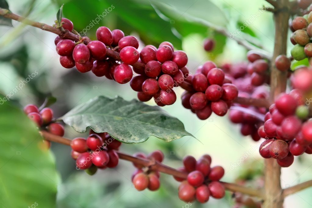 Ripening coffee beans Stock Photo by ©geniuslady 18185951