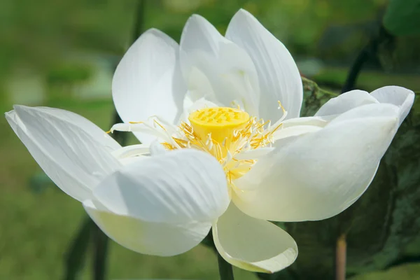 Lotus, Nahaufnahme, sonniger Tag — Stockfoto