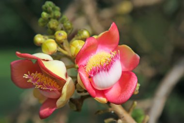 Topu topu ağaç çiçek. couroupita guianensis.