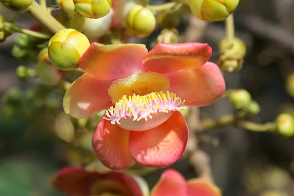 Flor de árbol de bala de cañón. Couroupita guianensis . — Foto de Stock