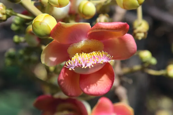 Cannon ball tree flower. Couroupita guianensis. — Stock Photo, Image