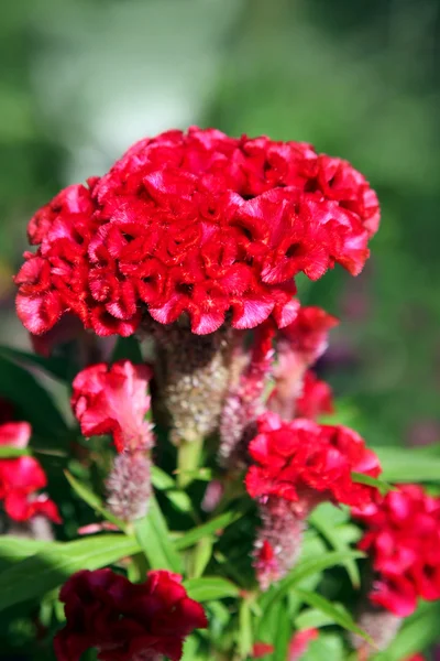 Red Celosia Flower — Stock Photo, Image