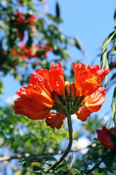 Afrikanskt tulpanträd blommor och knoppar — Stockfoto