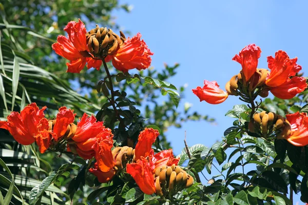 Spathodea flowers and buds — Stock Photo, Image
